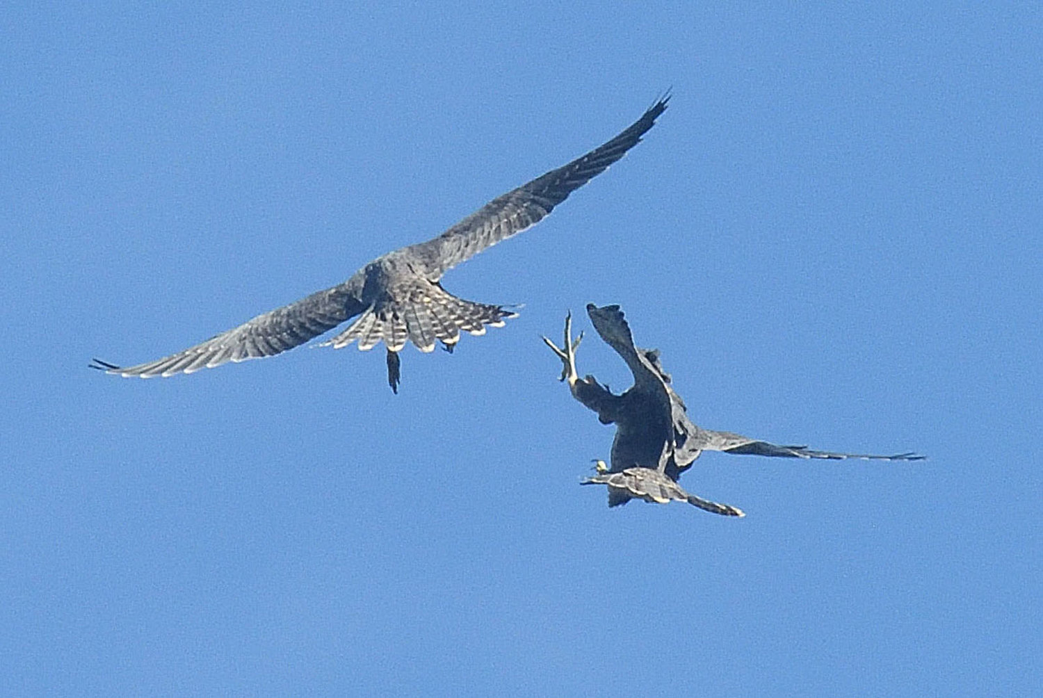 These are two fledglings of the brood cavorting through the air and displaying talons at each other. Peregrine falcons, as well as other raptors, engage in this play activity. In the process, they learn and hone the flying skills needed to survive, eat and defend future nesting territories. Peregrines specialize in catching other birds in mid-air and may enter a stoop (a dive) of over 200 mph in order to do so.......